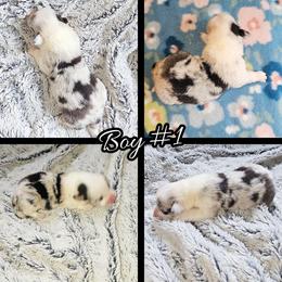 Boy 1 - Blue merle and white male American Corgi puppy in Natchitoches. La, Louisiana from Bleu Bayou Corgis
