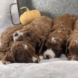 Cavapoo and Whoodle Puppies from Gardner Lane Puppies