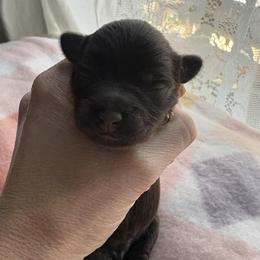 Hercules - Liver male Miniature Schnauzer puppy in Hollywood, South Carolina from Lowcountry Dreams Schnauzers