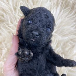 Classic black Tiny Male Poodle - Black male Poodle puppy in Niota, Tennessee from Furbaby Blessing AKC Toy Poodles