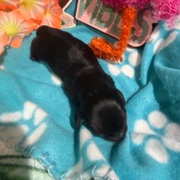 Black and tan female - Black and tan female Dachshund puppy in Pleasant Plains, Arkansas from JGBs Dachshunds
