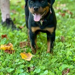 Rottweiler Puppies from Milton's Rottweilers