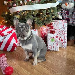 Romeo - French Bulldog