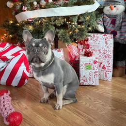 Romeo - French Bulldog