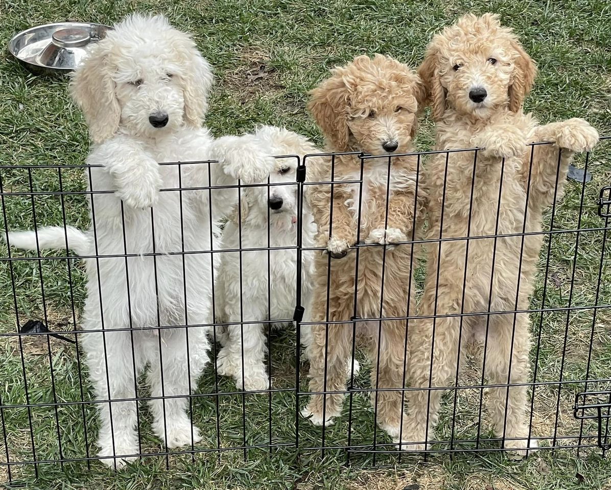 Sophie’s Choice Poodles & Cocker Spaniels in Washington Poodle puppies Good Dog