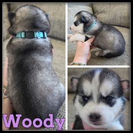 Woody - Gray and white female Siberian Husky puppy in Merrill, Michigan from Haase Family Kennels