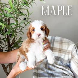 Maple - Red female Bernedoodle puppy in South Jordan, Utah from Wonderful World Doodles