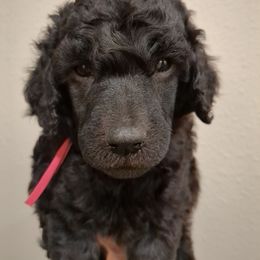 Poplar (girl) - Pink Collar - Blue female Poodle puppy in Tullahoma, Tennessee from Peaceful Valley Poodles