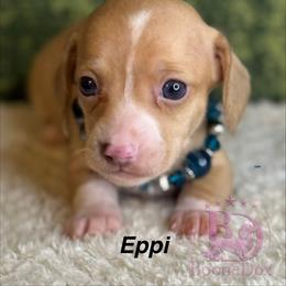 Eppi - Cream female Dachshund puppy in Lexington, Oklahoma from BooneDox Miniature Dachshunds