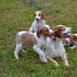 Brittany Puppies from Labyrinth Brittanys