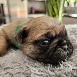 Boy 1... Green collar - Fawn male Pug puppy in Lebanon, Maine from Palatial Pugs LLC