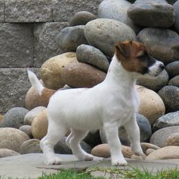 Russell Terrier Puppies from Rose In Vale