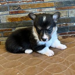 Boy one - Black and tan male Pembroke Welsh Corgi puppy in Visalia, California from VIP Stables