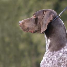 German Shorthaired Pointer All Grown Up from Windward German Shorthaired Pointers