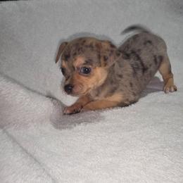 Mr. J (3250) - Blue merle male Chihuahua puppy in Tomball, Texas from Katie's Krewe