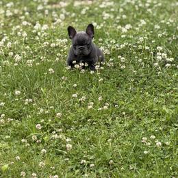 French Bulldog Puppies from Bailey Family Frenchies