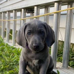 Weimaraner Puppies from georgous weimaraner's and other pure breds