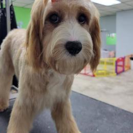 Eliza - Cavapoo