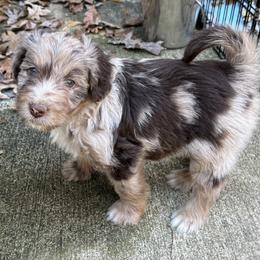 Aussiedoodle and Miniature American Shepherd Puppies from Lori Davis