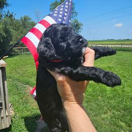 RED  collar - Black female Whoodle puppy in O'neill, Nebraska from Willowdale Doodles