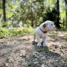 Girl 4 - White female American Bulldog puppy in Pace, Florida from Genesis American Bulldogs