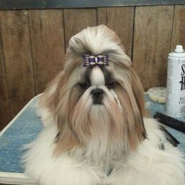 Mastiff and Shih Tzu All Grown Up from AKA Shih Tzu