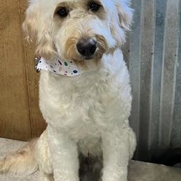 Star - Goldendoodle
