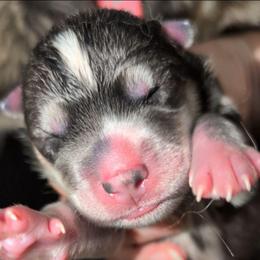 Alaric - Agouti and white male Siberian Husky puppy in Richland, Mississippi from Feazell’s Siberian Huskies