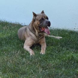 Maverick - Cane Corso
