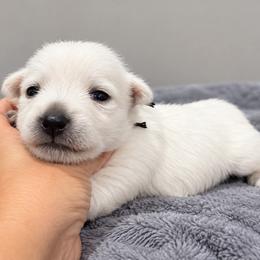 Boy 1 - White male West Highland White Terrier puppy in Mcneal, Arizona from Olympian Westie’s!