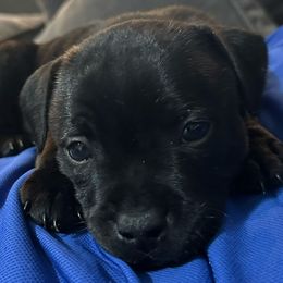 Staffordshire Bull Terriers from Lucky Staffs
