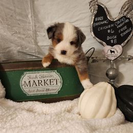 Archie - Blue merle male Toy Australian Shepherd puppy in Logansport, Indiana from Sandy Hill Farm Aussies, LLC