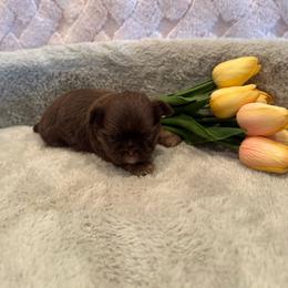 Asher - Chocolate and tan male Shih Tzu puppy in Success, Missouri from Sweet Success