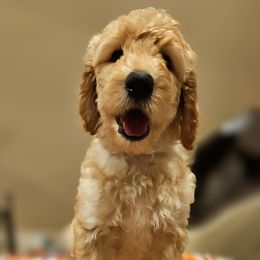 Grey collar - Apricot male Goldendoodle puppy in Lumberton, Texas from SETX Doodle Den LLC