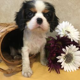 Cavalier King Charles Spaniel and Pembroke Welsh Corgi Puppies from Puppy PlayPen