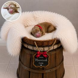 Maverick Cole - Red  male Goldendoodle puppy in Valdosta, Georgia from Designer Doodles of South GA