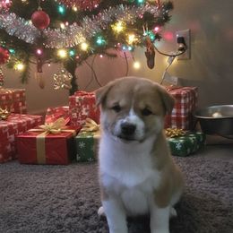 Boy 2 - Red male Shiba Inu puppy in Jackson, Ohio from Starlight Shibas