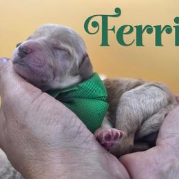 Ferris - Apricot male Poodle puppy in Springfield, Oregon from Valaurah Farms