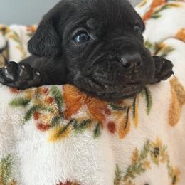 Minnie - Black female Cane Corso puppy in Jacksonville, North Carolina from Cor Dei Cane Corso