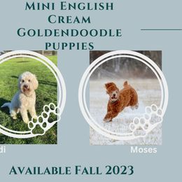 Goldendoodle Puppies from Land of Goshen Doodles
