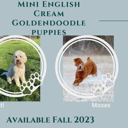 Goldendoodle Puppies from Land of Goshen Doodles