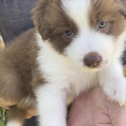 Girl 3 - Red Border Collie puppy in Hawaii from Blue Ginger Border Collies