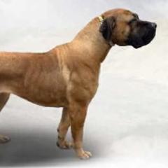 Savannah - Boerboel