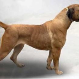 Savannah - Boerboel
