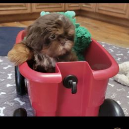 Little Hershey Bear - Chocolate and tan male Shih Tzu puppy in Cartersville, Georgia from 100 Acre Woods Shih Tzu Plantation