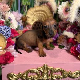Red - Red male Dachshund puppy in Wills Point, Texas from Duck Creek Farm