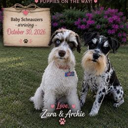 Miniature Schnauzer puppies from Magalia Crest Miniature Schnauzers