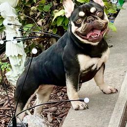 Reese - French Bulldog