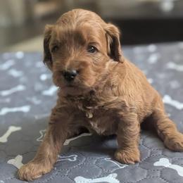 Pink collar - Cream female Goldendoodle puppy in Connecticut from Valley View Doodles