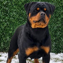Alba - Rottweiler